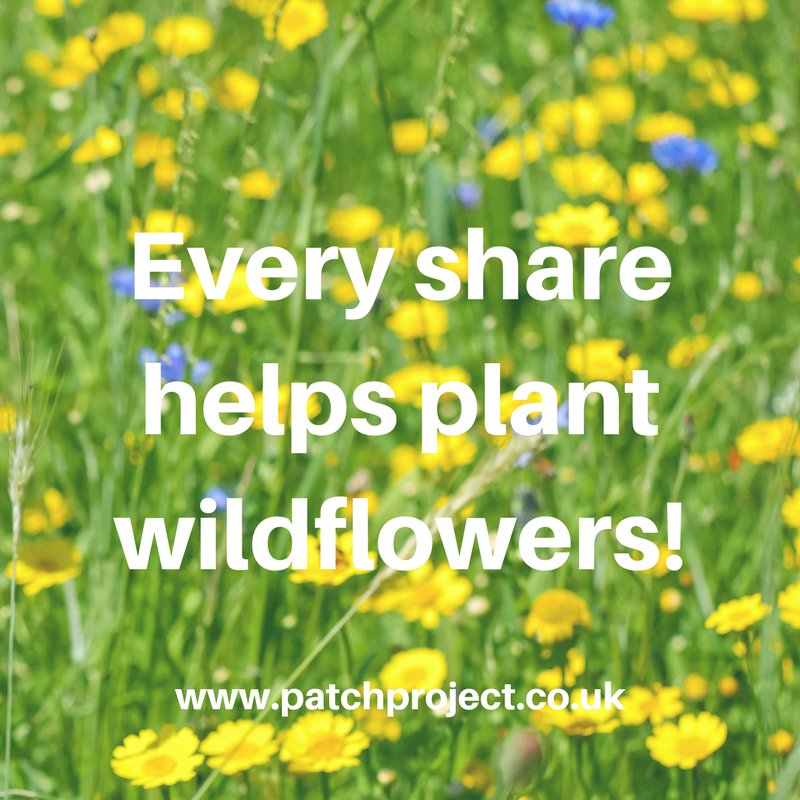 Great Britain's most ambitious wildflower restoration project! Help us spread the word! Free one month trial period. patchproject.co.uk