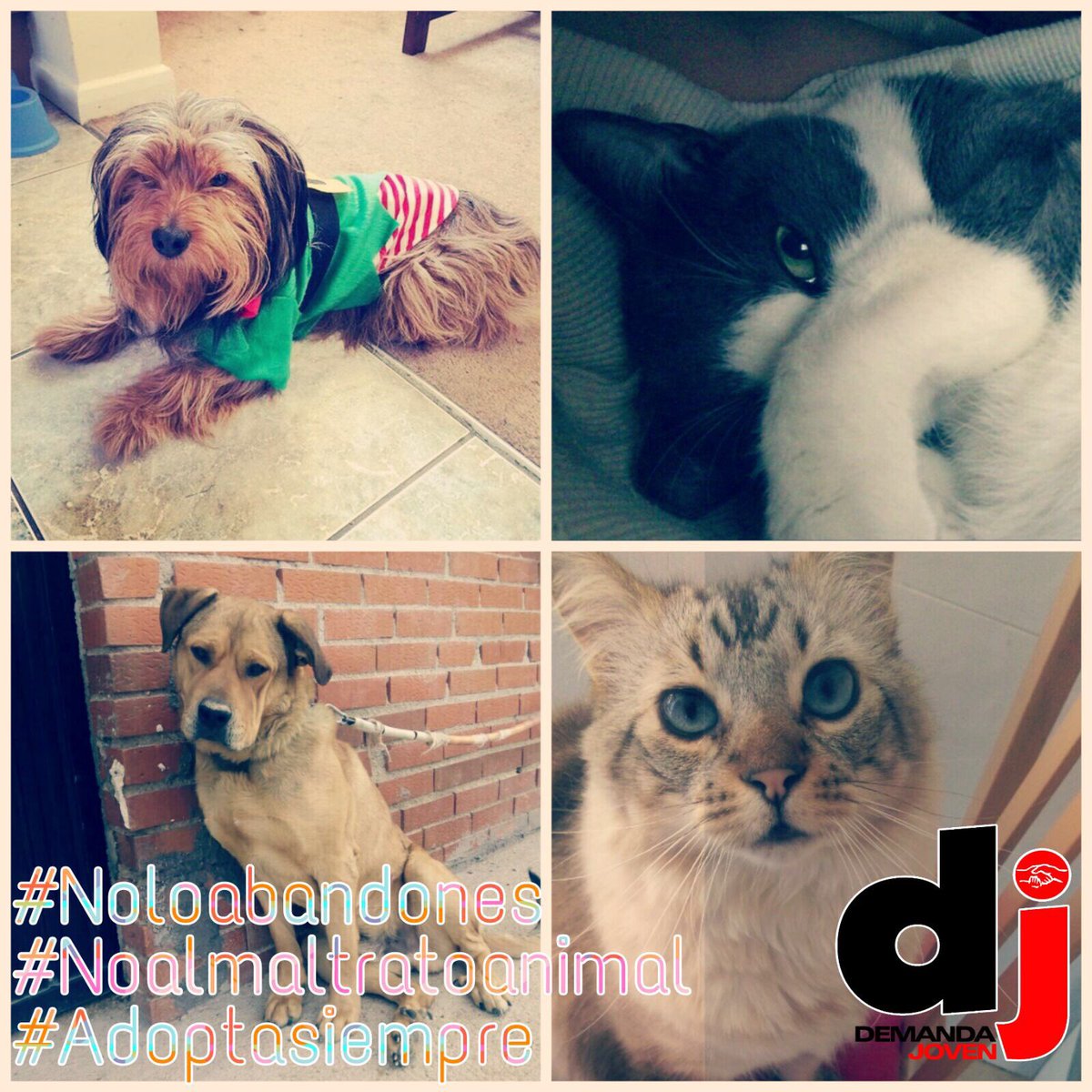 Demandajoven's tweet photo. 📽Continuamos con la campaña y mas ahora mas fuerte que nunca! 💪🏽
😾 👊🏽 #NoLoAbandones #NoAlMaltratoAnimal #AdoptaSiempre
escríbenos 🐶🐱🐰🍀♻💚🌱 https://t.co/NywCqRSnYT