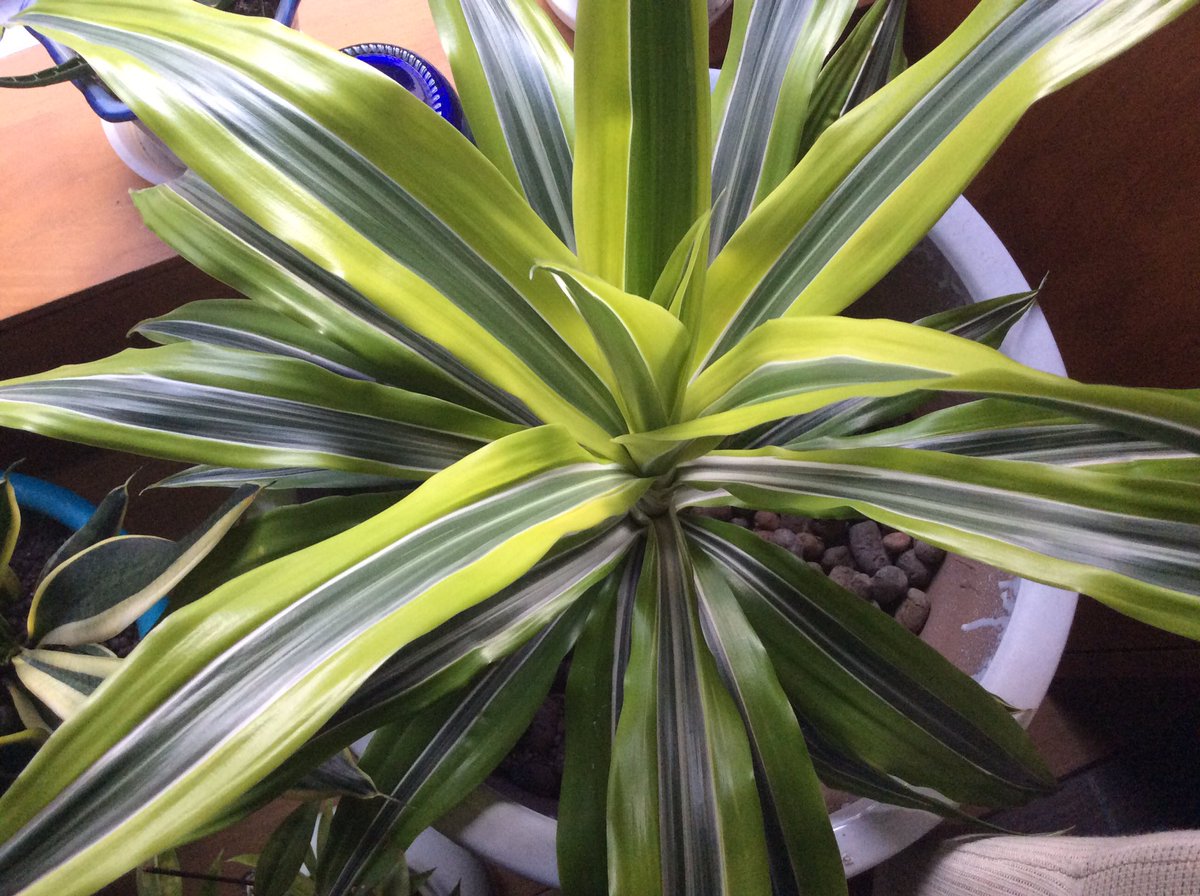 Adopt_a_Pot's tweet photo. The colors, patterns and shapes of any single plant are amazing! 🌱🌀🌱 #visualrecognition https://t.co/9XVTV2d0dK