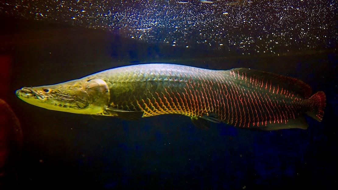 sciam's tweet photo. Can we really eat invasive species into submission? https://t.co/8V3dOi43Oe https://t.co/4URTEydVQo