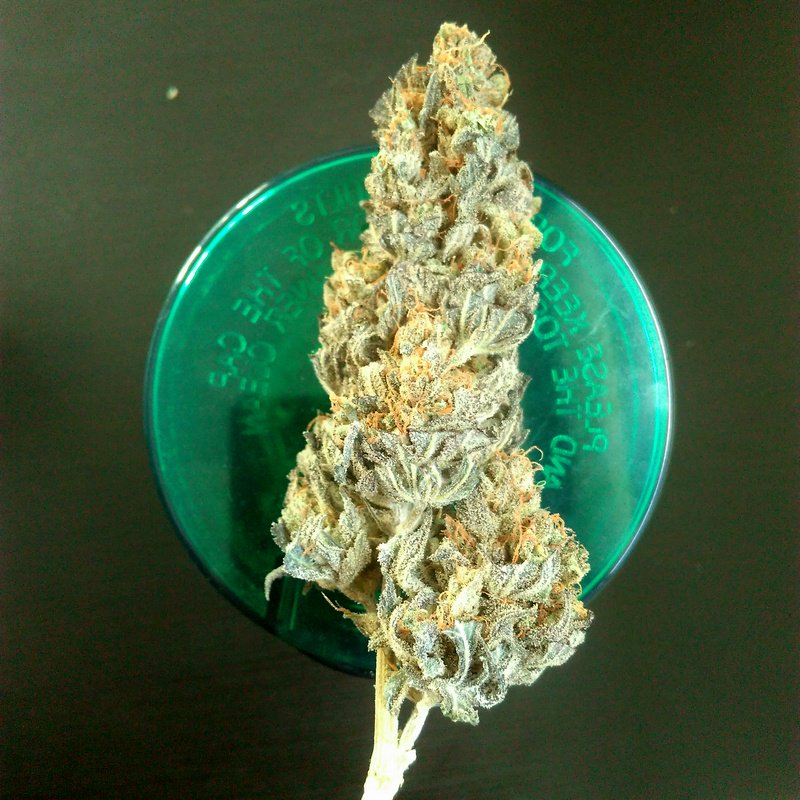 bcn_green's tweet photo. Now for that mid week remedy the doctor keeps telling me about ;)

#smoking #potent #barcelona #bud #getting #stoned 
#420bcn #weedlove #big https://t.co/tJYw9qAMjS