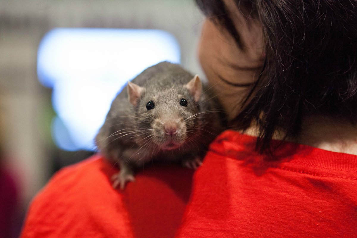 nationalpetshow's tweet photo. RT if you love rats as much as we do! 😍 #rats #weloverats https://t.co/5NHSxV02EQ