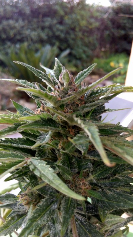 bcn_green's tweet photo. Look at the little outdoor beauty if only you could post its aromas ;)

#organic #barcelona #marijuana #weedlove #fantastic #terps #amazing https://t.co/tr3bCjfgQz