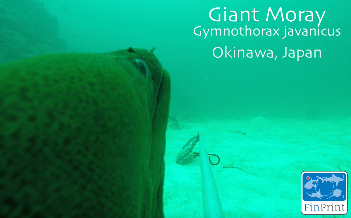 SammSherman27's tweet photo. This #MorayEel in #Okinawa #Japan was more interested in the camera than the bait! Seeing lots of morays here #NotJustSharks #Count2Save https://t.co/g4crSYOTEv