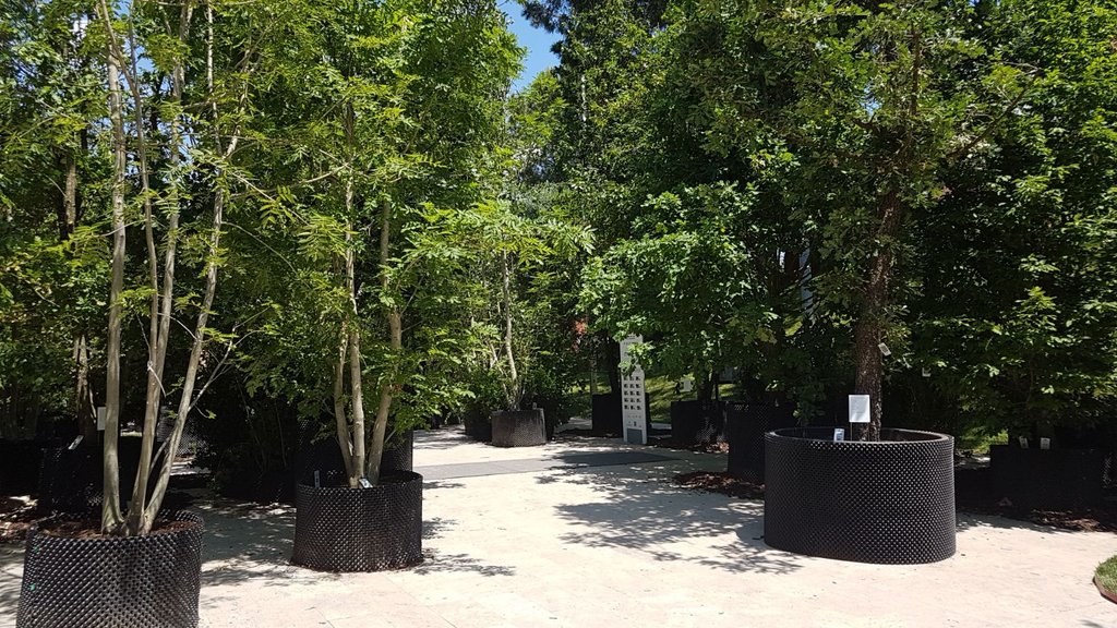 A forest in Air-Pot containers has been brought to Rome for the Festival del Verde e del Paesaggio.