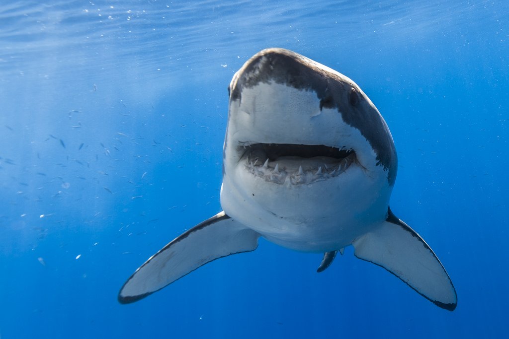 SharkMontauk's tweet photo. “Earth provides enough to satisfy every man's needs, but not every man's greed.” - Gandhi 🌊😀🦈 #EndangeredSpeciesDay https://t.co/O5qQP9XKbf