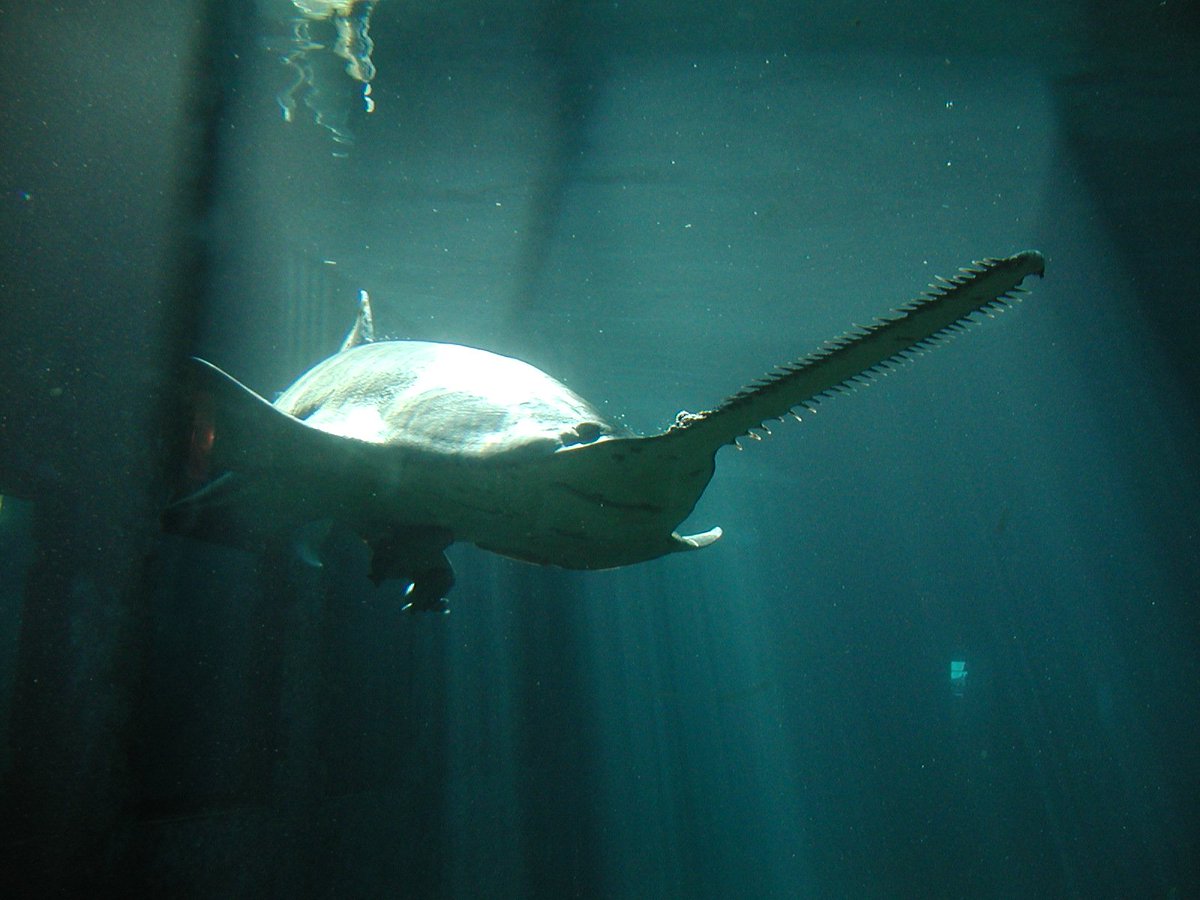 Since it is #flatsharkfriday and #EndangeredSpeciesDay check out the global #sawfish conservation strategy iucnssg.org/conservation-s…