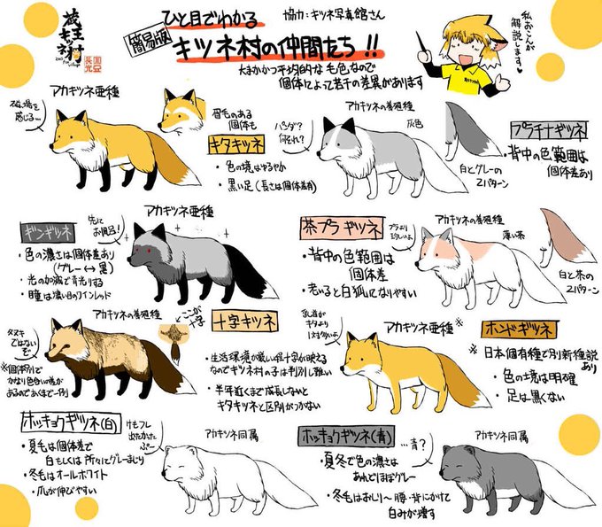 最高ホンドギツネ キタキツネ 最高の花の画像 最高ホンドギツネ キタキツネ 最高の花の画像