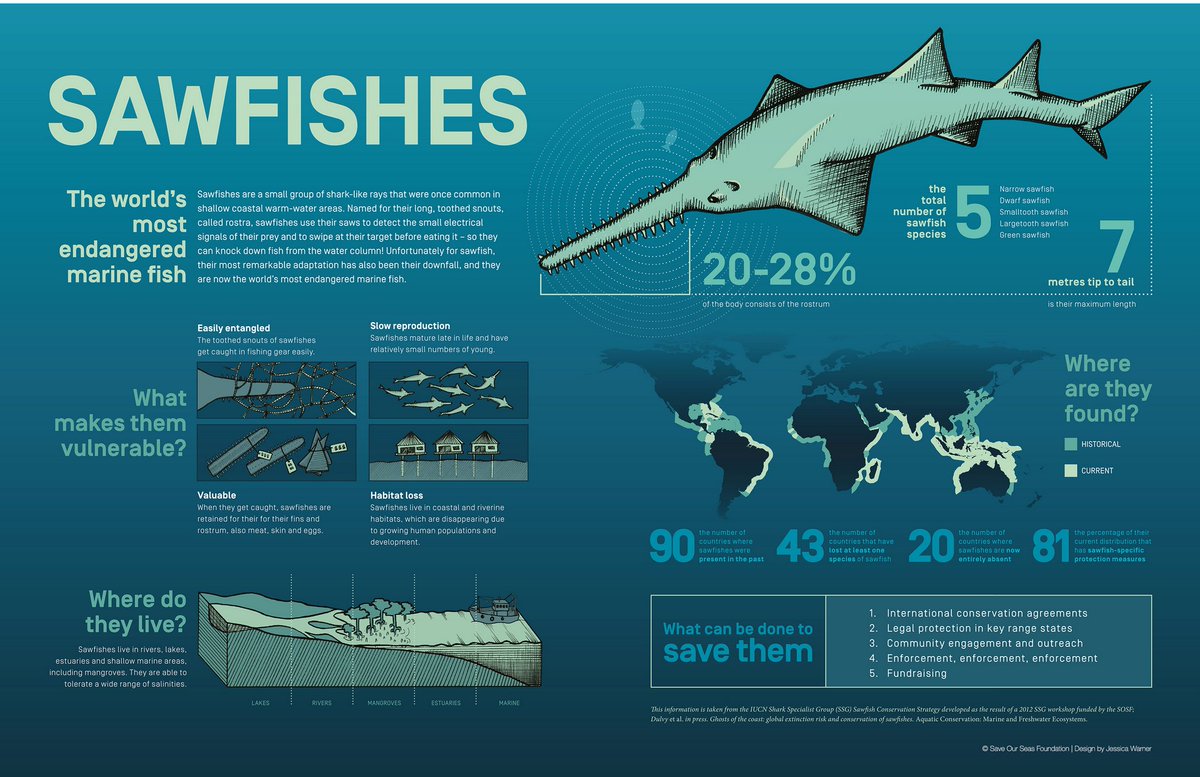 #EndangeredSpeciesDay Saving #Sawfish: The world's most endangered marine fish. saveourseas.com/infographic/sa…