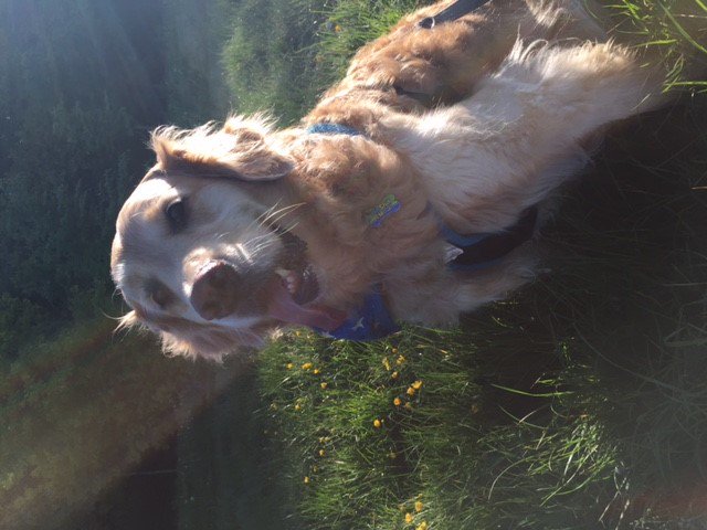 CosyDogs's tweet image. Hi it's perfect! Bailey has been on crate rest from cruciate surgery so we needed an extra comfy harness for him and it's perfect! Thanks