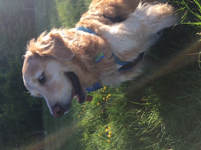 CosyDogs's tweet image. Hi it's perfect! Bailey has been on crate rest from cruciate surgery so we needed an extra comfy harness for him and it's perfect! Thanks