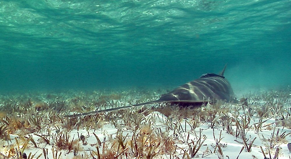 #EndangeredSpeciesDay Conservation strategies for #sawfish from <a href="/IUCNShark/">IUCN SSC Shark Specialist Group</a> iucnssg.org/conservation-s…