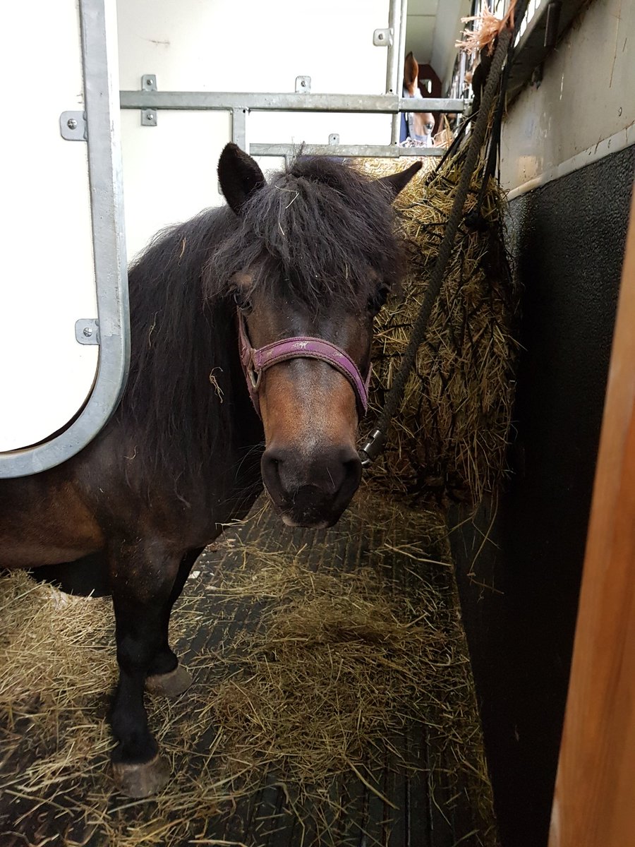 GinnyHoweEvent's tweet photo. Someone is VERY excited to be at a party looking after the babies!! @RockinghamLIVE #INTERLAKEN W #TimeToCavort https://t.co/7OwmmDNQP5