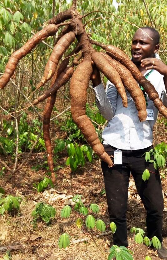 EdoAgriHub's tweet photo. @EdoStateGovt #cassavafarming is getting more lucrative &amp; has always been a source of livelyhood/food for millions of Nigerians.@OpenDataEdo https://t.co/Dz7DhGB9Vi
