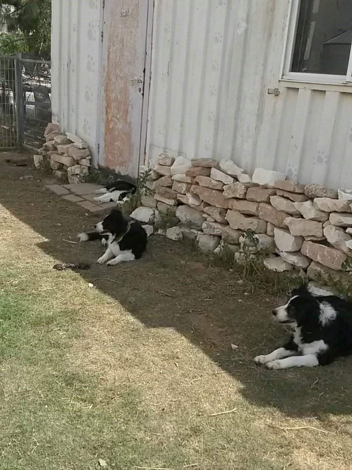 _Barco_'s tweet photo. Resting🐶💕 https://t.co/dcw2F5jpvB