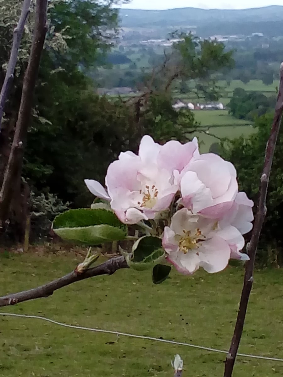 CaeMain's tweet photo. At last...... Cort pendu plat apple in blossom. Ancient variety. Known as the "wise apple" because it waits until after the frosts. https://t.co/KlHqBhnym9