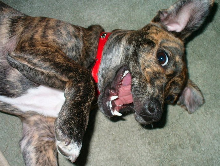 petsukofficial's tweet photo. Did you say.... WEEKEND?! #FridayFeeling https://t.co/bU4lEOQfeF