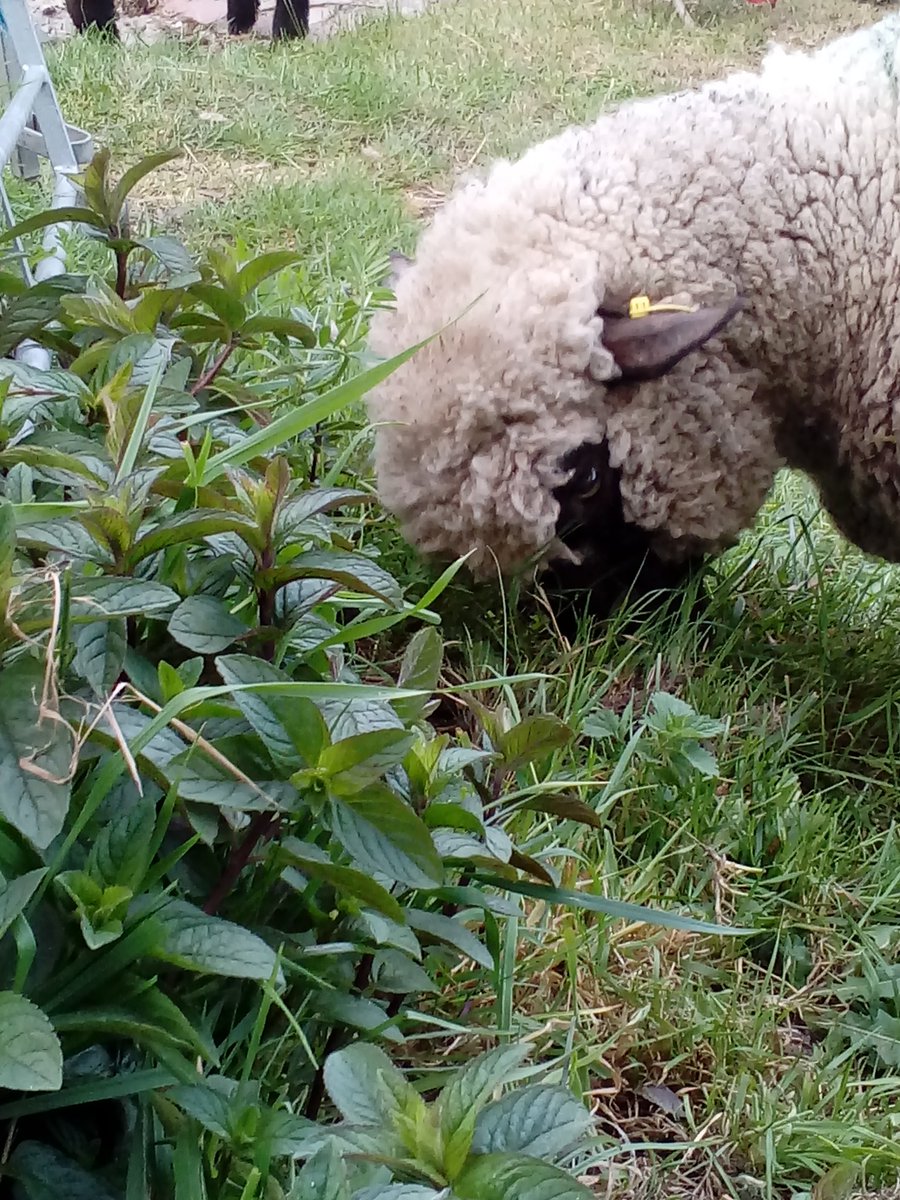 CaeMain's tweet photo. Field trial number 2. #shropshiresheep don't eat mint. https://t.co/rIBX6o647i