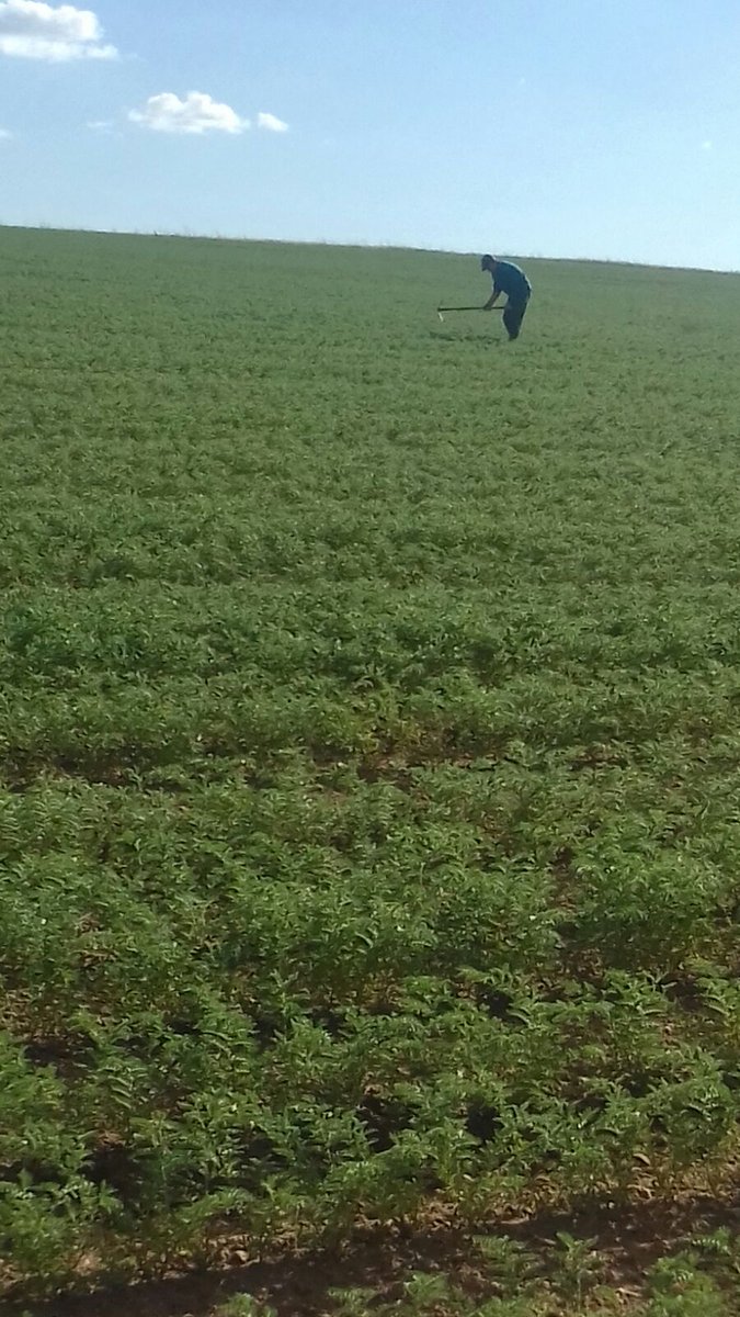 caprichosaucano's tweet photo. Los #garbanzos ya van creciendo. Que no se pierdan las tradiciones #FelizFinde #agricultura #tradición https://t.co/VKpzCfz7SR