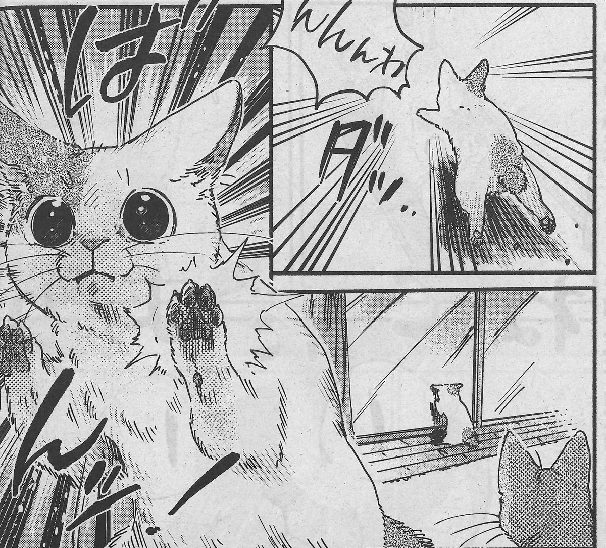週刊漫画times 公式 週漫6 2は本日発売 猫とolのゆるゆる同居コメディー ねこだまり 郷本 は 猫たちがお留守番中 窓から家の中を覗いているのは T Co Hymiggvkwj Twitter 週刊漫画times 公式 週漫6 2は本日発売 猫とolのゆるゆる同居コメディー ねこだまり 郷本 は 猫たちがお留守番中 窓から家の中を覗いているのは T Co Hymiggvkwj Twitter