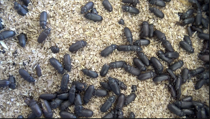 CDEssonne's tweet photo. Une entreprise essonnienne élève des #insectes et en fait une nouvelle source de #protéines https://t.co/UIX3RCXmzM #essonneterredavenirs 📽️ https://t.co/C8O4tP3Kwm