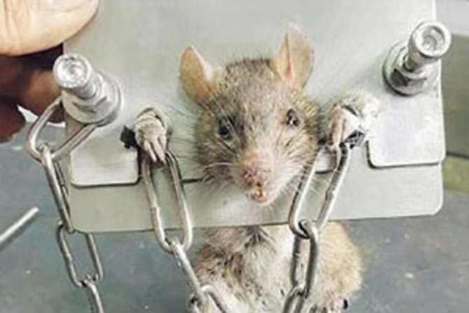 netsmitten_net's tweet photo. Man shackles rat in tiny stocks for invading his home https://t.co/6r9rpbe4x4 https://t.co/YTLkFVzlpE