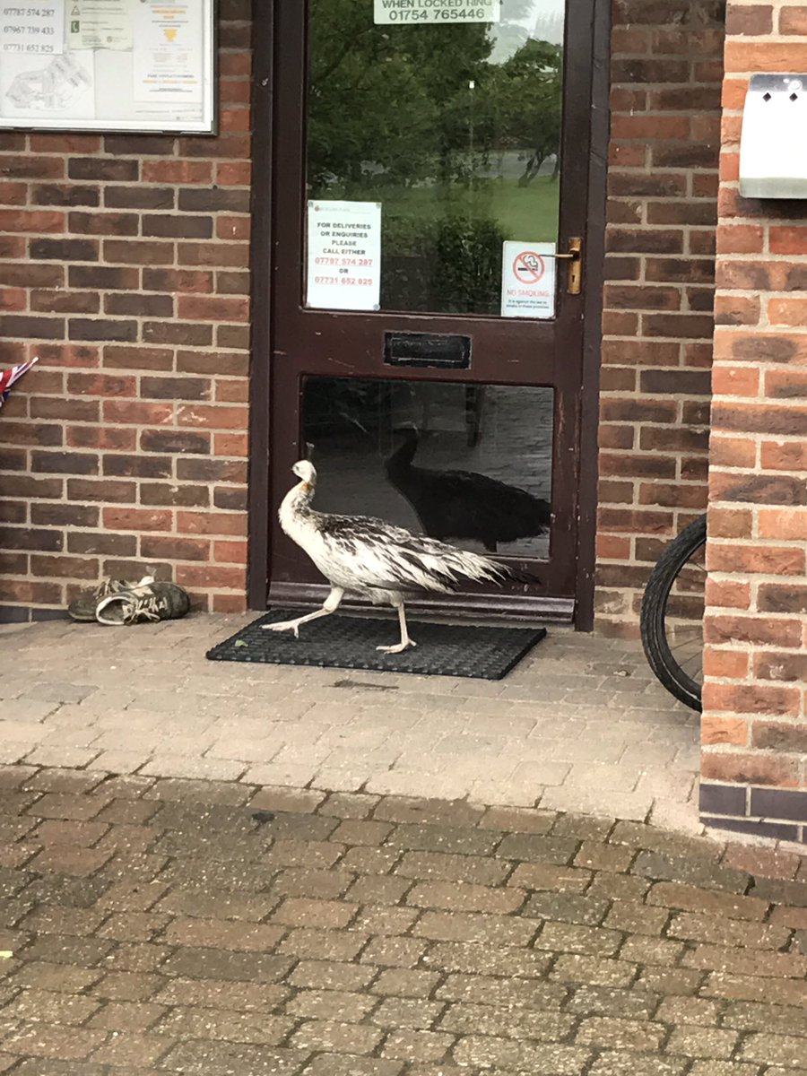 orchardparkuk's tweet photo. Look who was waiting at the office this morning. If anyone is missing a peahen it's on holiday#OrchardPark #wallslane #ingoldmells #skegness https://t.co/zz9ZCBfotk