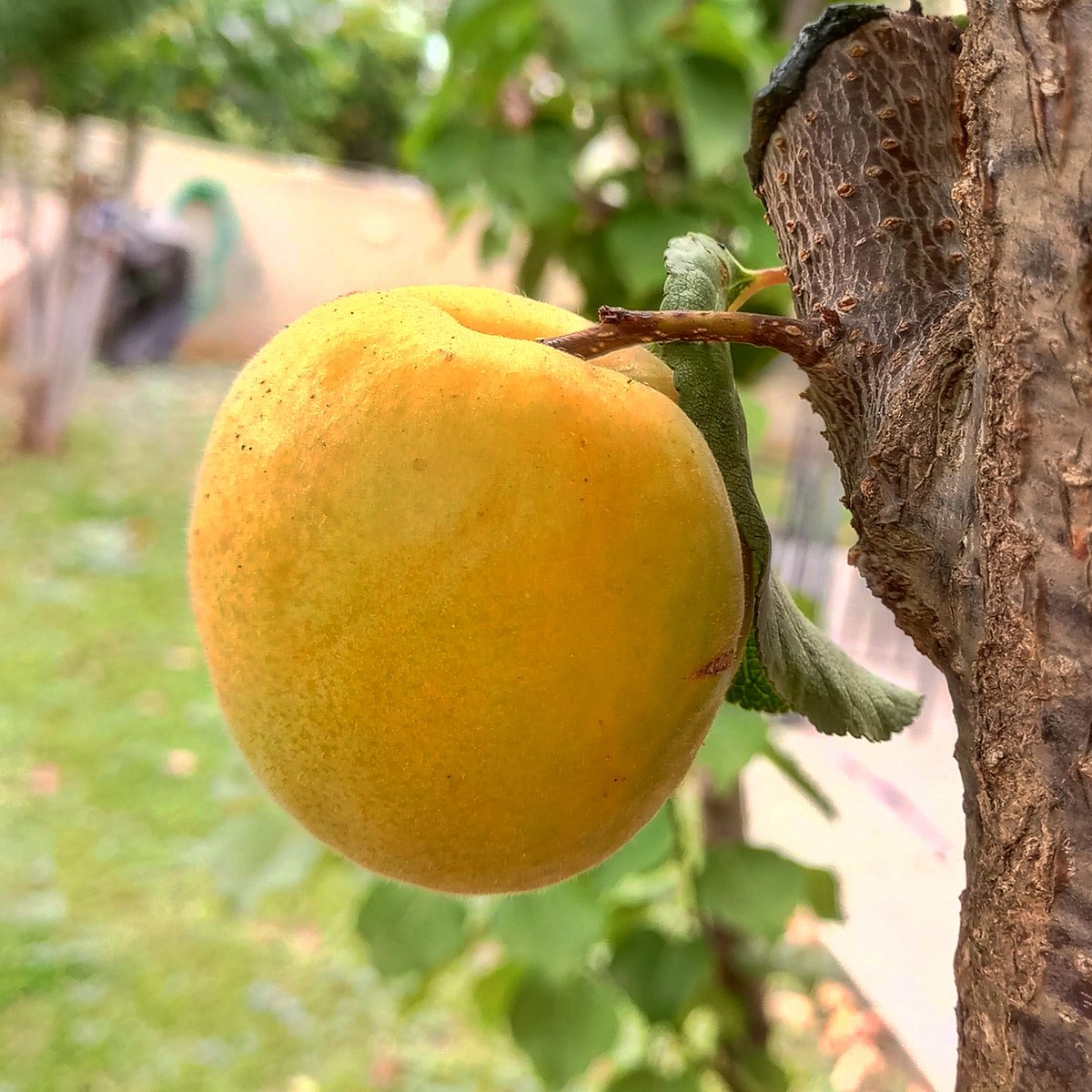 handpruning's tweet photo. Found it this morning hiding 😊
Ain't that amazing ? 
#apricot 
@EZGardens https://t.co/6dQWaxbGpa