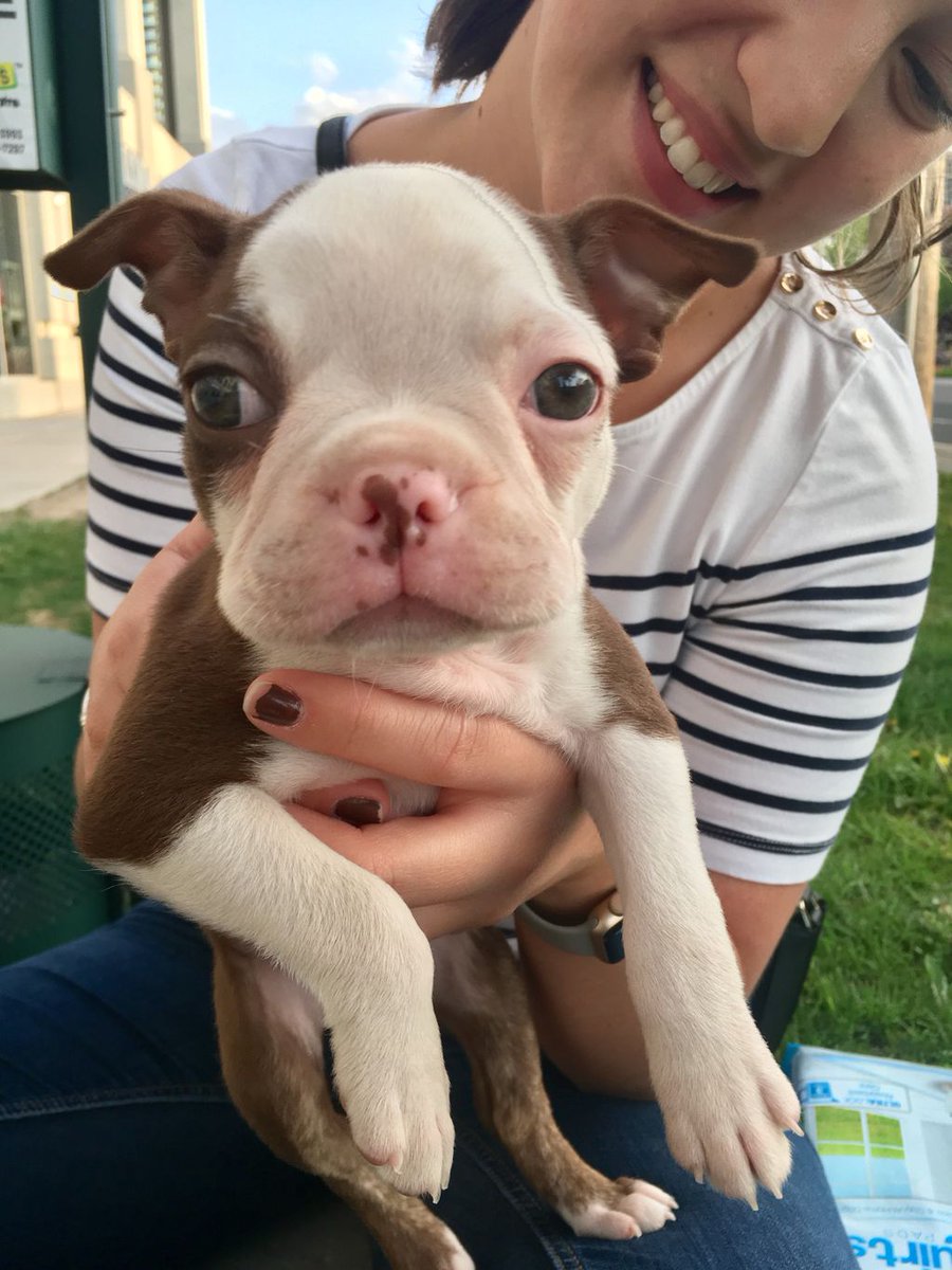 neopaws4pets's tweet photo. Look at this face ! We welcome baby Bruno to our pack ! #neopaws #bostonterrier https://t.co/DfQi4Gw47i