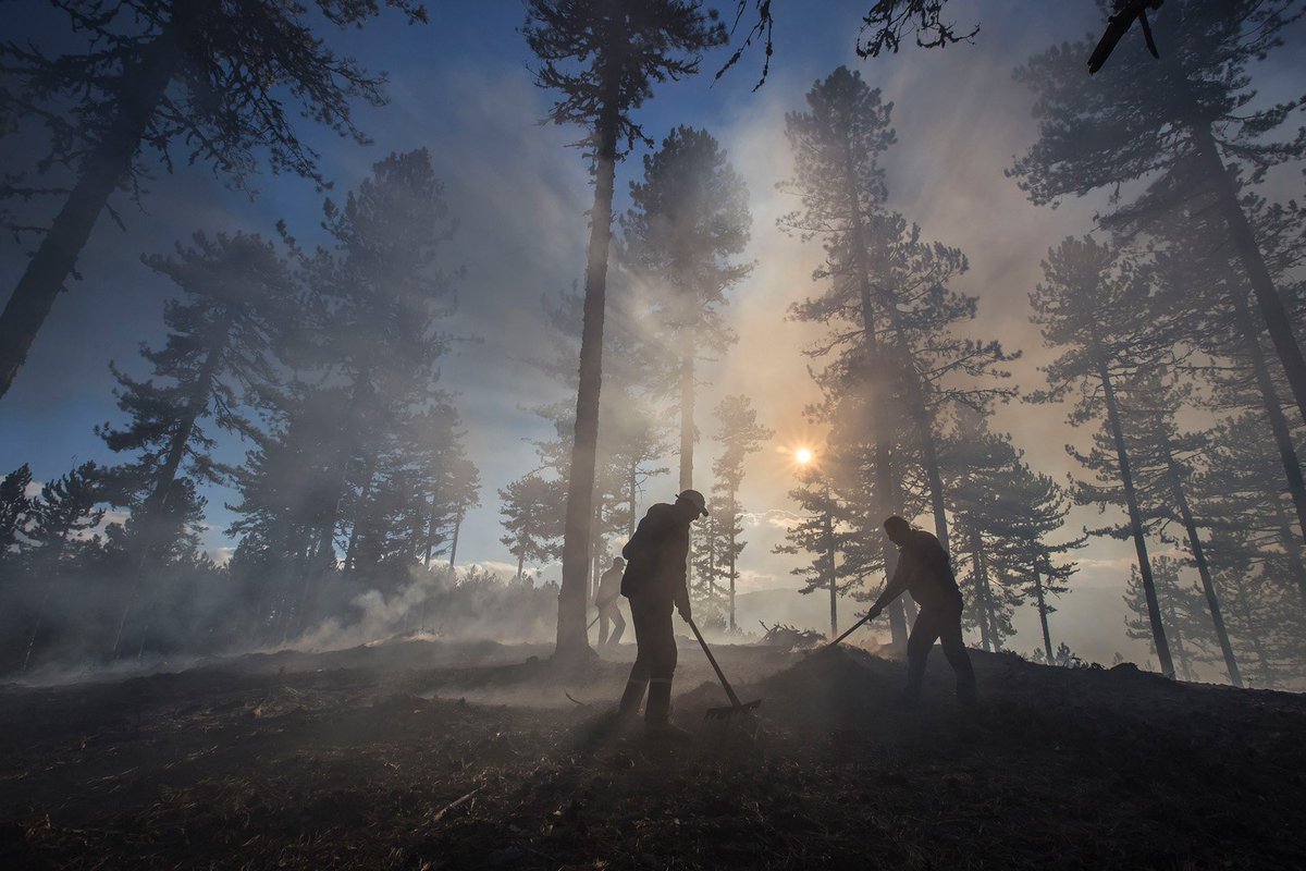 UNDP's tweet photo. Forest #ecosystems sustain millions of ppl worldwide &amp; offset #CO2. See how we work to #SaveTrees in Turkey https://t.co/Wc3abh0aom https://t.co/Jqwzv0ljNX