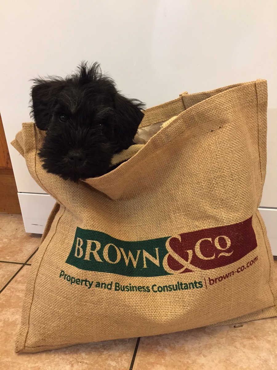 It's Friday! Thank you to @PhaeBryant for sending in this very cute picture #cutedoginabag