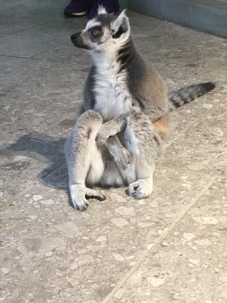 takurouband's tweet photo. 本日の好きな動物BEST3
ワオキツネザル
アナホリフウロウ
アカギユウ https://t.co/O8CazYOz1Q