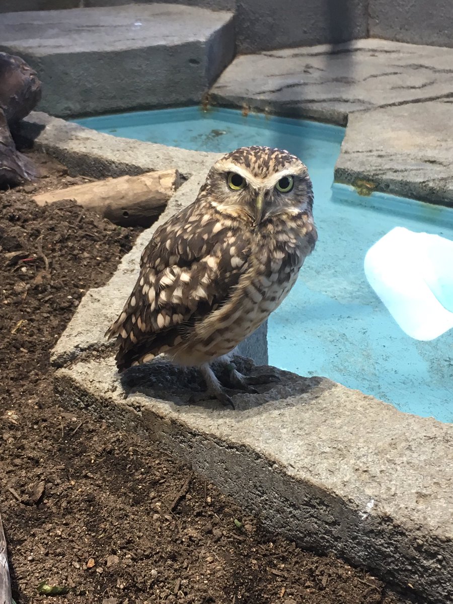 takurouband's tweet photo. 本日の好きな動物BEST3
ワオキツネザル
アナホリフウロウ
アカギユウ https://t.co/O8CazYOz1Q