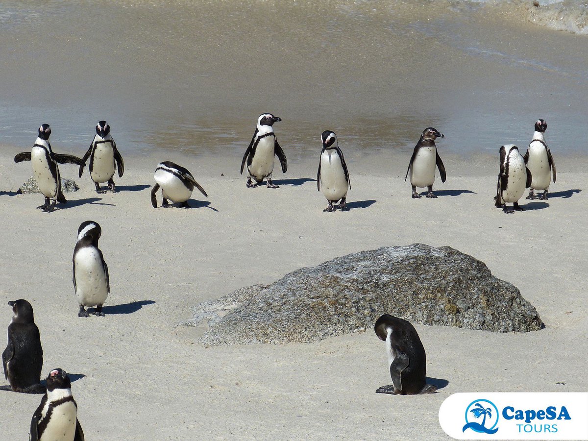 CapeSATours's tweet photo. Ignite your inner Explorer, come and see parts of Cape Town you've never seen before https://t.co/hIHHDdE69W