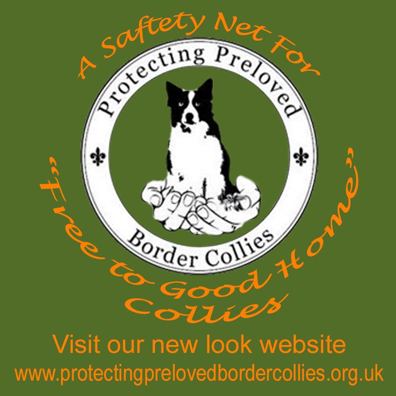PPBCUK's tweet photo. Check out our new look website - https://t.co/EI3wyt607p #AdoptDontShop #fostertoadopt #bordercollie #dogs #dogrescue #collierescue #collies https://t.co/5PHl3Q3VEH