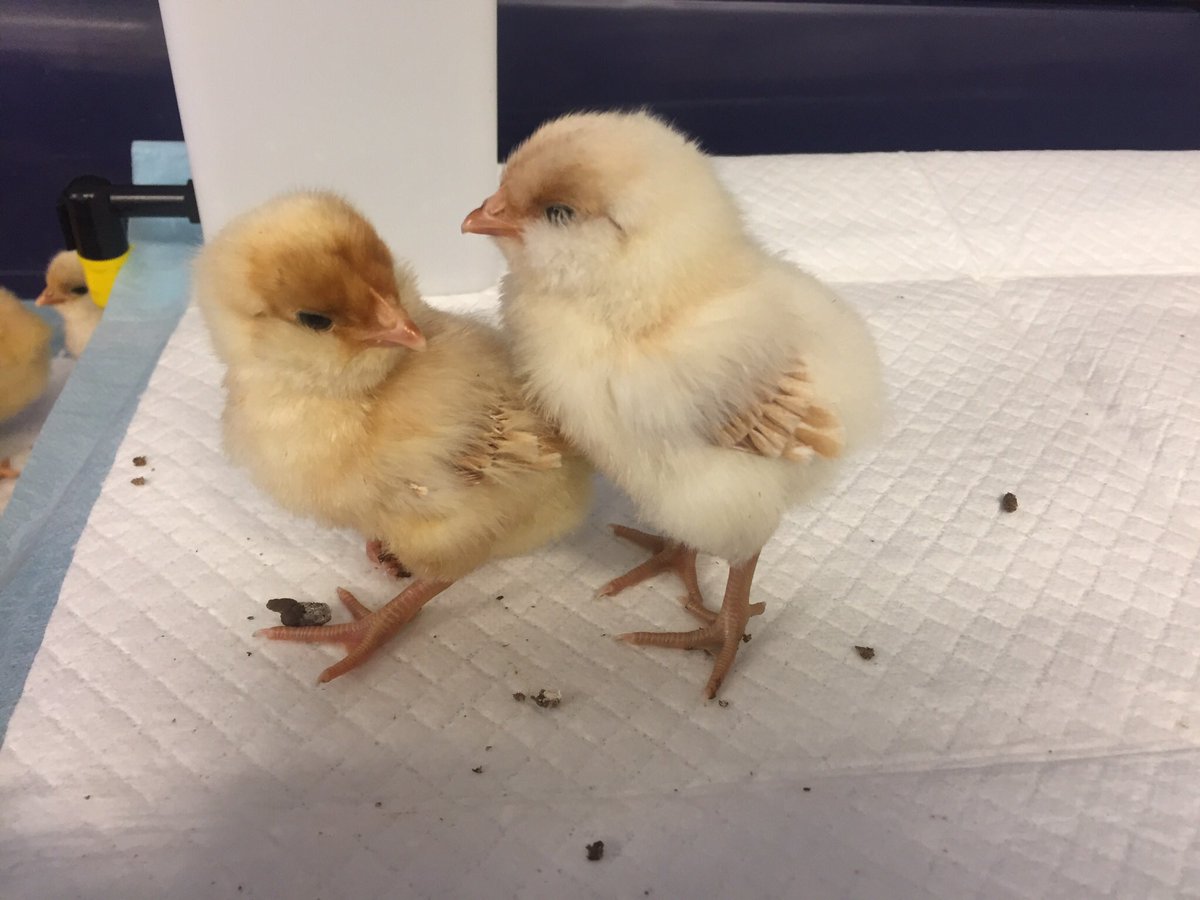 At 4 days old the chicks are already growing wing feathers #biologyinaction #UCSbiology