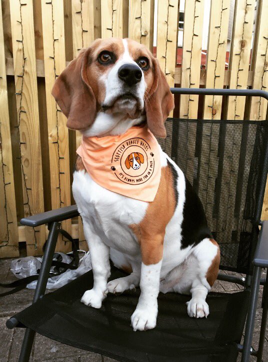 Thank you <a href="/Zukiestyle/">Diane Greenhough</a> mum says I am EVEN more handsome in my new Bandana, is it possible? 😊🐶❤️ #charityClimb #Goatfell #zuckiestyle #bandana