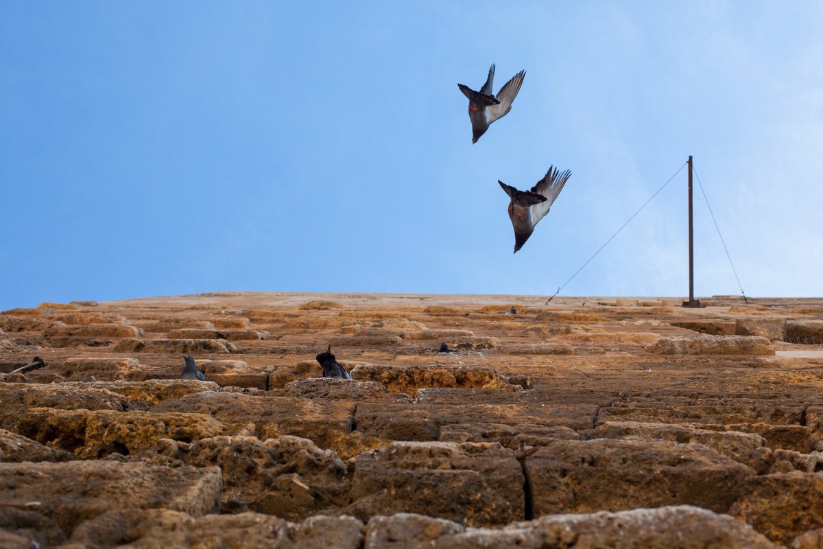 grrphotography's tweet photo. Fly Away #travel #spain #tarragona #catalonia #nature #birds @CanonEspana @visitcatalonia @TGNturisme @livingwithbirds @CameraCentreUK https://t.co/PRYuTajXrz