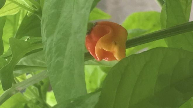 Read the story of the world's hottest chilli pepper which is entered into the Plant of the Year comp at #RHSChelsea! bbc.co.uk/news/uk-wales-…