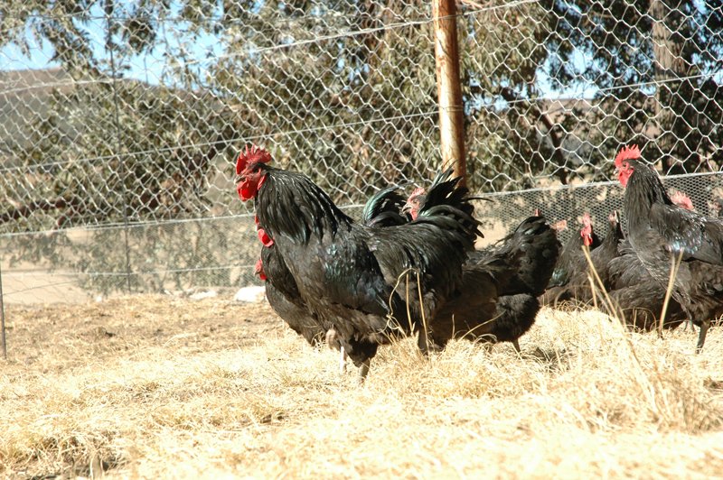 Huntessential's tweet photo. Visit our website...www.grasslandchickens.co.za https://t.co/7wgWxE1CKx