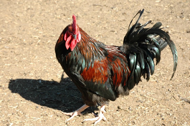 Huntessential's tweet photo. Visit our website...www.grasslandchickens.co.za https://t.co/7wgWxE1CKx
