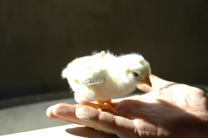 Huntessential's tweet photo. Visit our website...www.grasslandchickens.co.za https://t.co/7wgWxE1CKx