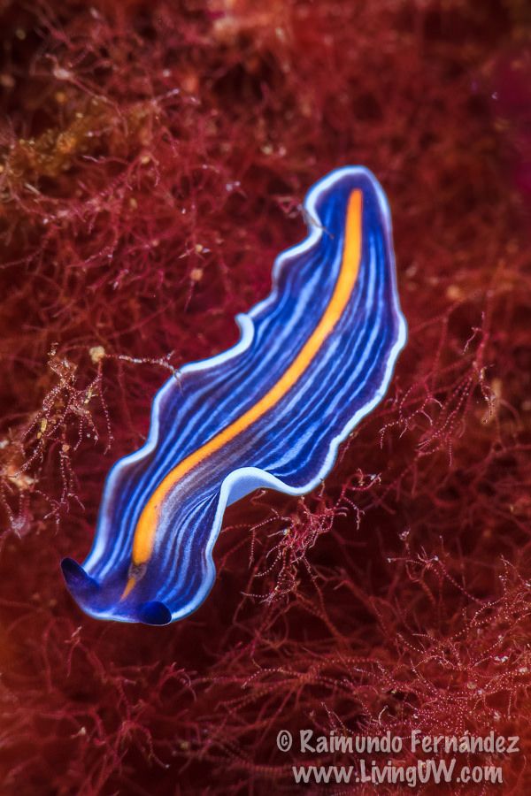 Strange_Animals's tweet photo. A neon blue flatworm. 

(Photo: Raimundo Fernandez) https://t.co/hZhcKJFWU3