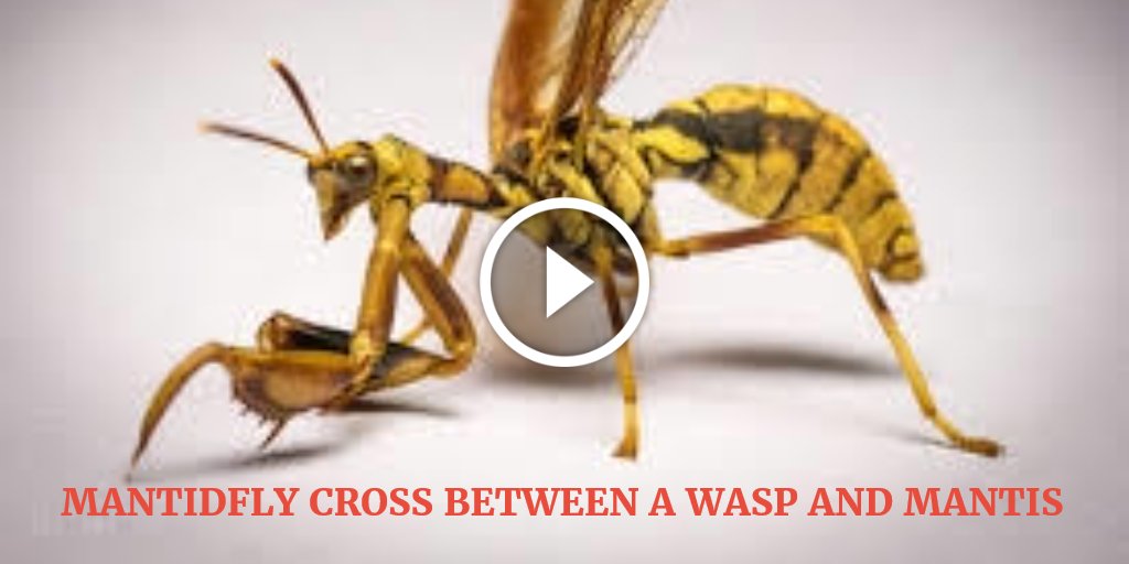 bettingtipsboss's tweet image. Mantidfly looks like praying mantis wasp viralcloud.mobi/mantidfly-look… #Mantidfly #viralcloudmedia