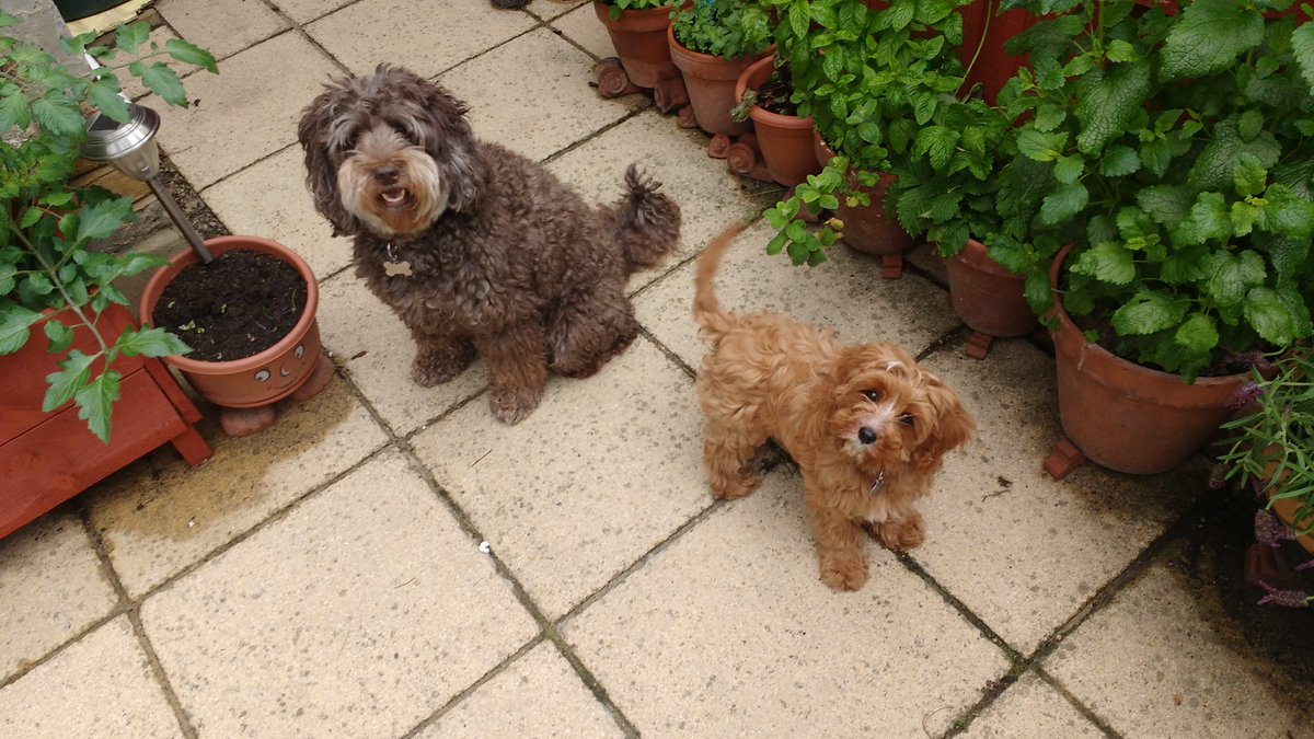 DougieCockapoo's tweet photo. New Cavapoo pup friend. #frangothepup https://t.co/MzMCgWfVpb