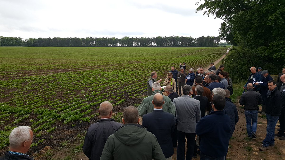 jamesnorthen20's tweet photo. #cibe2017 @SugarBeetEurope @nfusugar First sighting of a beet field. Drilled on 18 March - so in nice and early and growing well https://t.co/7vr9vq8zV2