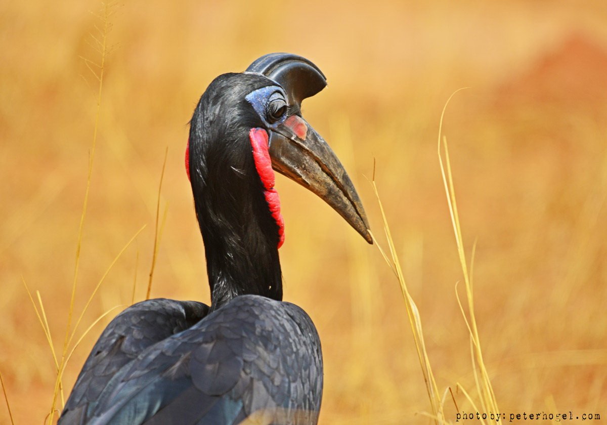 EdenAdventureug's tweet photo. The southern ground hornbill was seen as a great omen by  African cultures back in the days, they believed  once sighted the rains begun!! https://t.co/WAjpxXqI7t