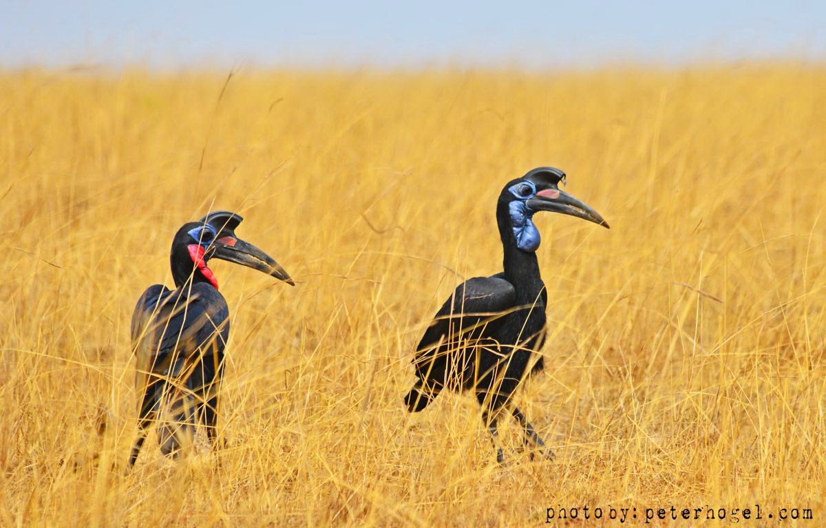 EdenAdventureug's tweet photo. The southern ground hornbill was seen as a great omen by  African cultures back in the days, they believed  once sighted the rains begun!! https://t.co/WAjpxXqI7t