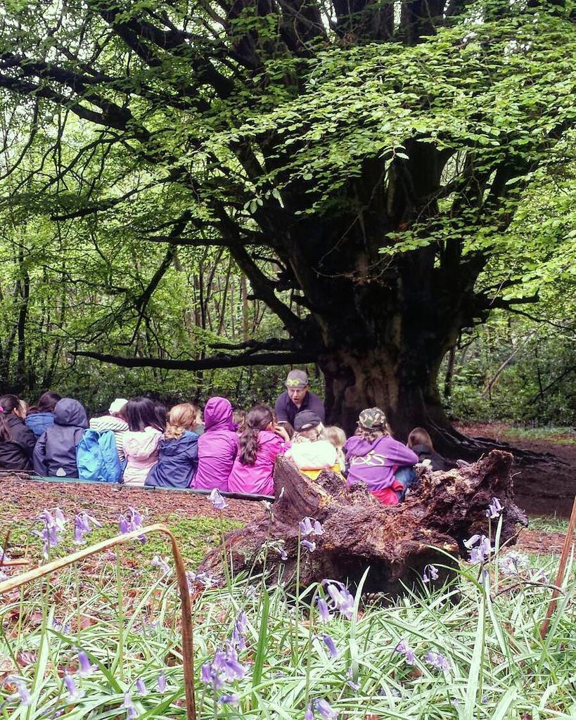HindleapWarren's tweet photo. It's story time at our #WitchesTree for @SHSGirlsPrep and look at the bluebells! It's a great day at #HindleapWarr… https://t.co/ql516YrRW6 https://t.co/fZgFg0x3ab
