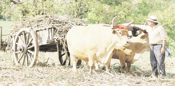 primerahora's tweet image. Hatillo celebra Festival de la Caña de Azúcar ow.ly/czo030bRvxs